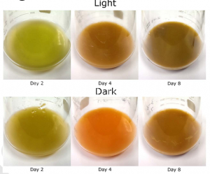 在光照及非光照情況下第2、4和8天小球藻培養(yǎng)液的顏色變化圖
