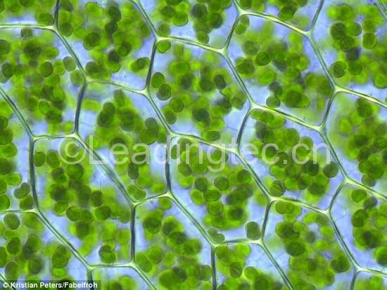 植物細(xì)胞中的葉綠體。綠葉海天?？梢詫⑷~綠體整合到自己消化系統(tǒng)的細(xì)胞之中。