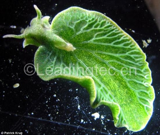 綠葉海天牛的基因組中具有來(lái)自藻類(lèi)的基因，這使得它們具有了光合作用的能力。
