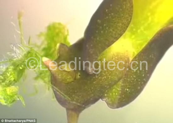 通過(guò)攝食藻類，綠葉海天牛盜取了藻類細(xì)胞中的葉綠體。