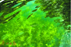 水質(zhì)變清后，頗有水底森林的感覺。