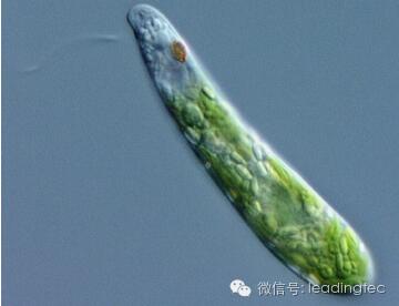 隱藻，小眼蟲，Euglena gracilis