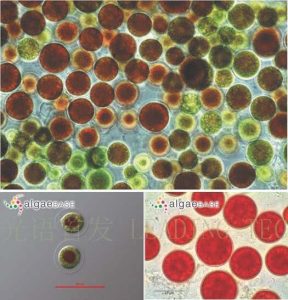 圖7.雨生紅球藻 (Haematococcus plutialis) （上：互動百科:雨生紅球藻；左下：AlgaeBase Image Reference: 7429；右下：AlgaeBase Image Reference: 21151）