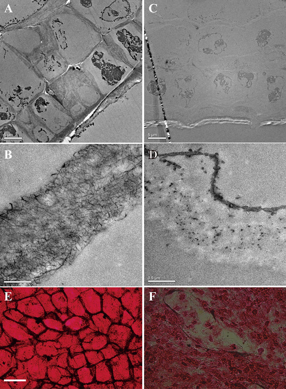 Defluviitalea phaphyphila發(fā)酵海帶后，細胞結構的變化（ABE為發(fā)酵前的細胞壁和細胞，CDF為發(fā)酵后）
