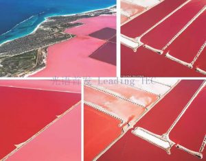 圖6.赫特瀉湖（Hutt Lagoon）作為鹽藻養(yǎng)殖場 （Betatene公司，原屬德國藥企科寧公司Cognis，現(xiàn)屬巴斯夫？） （*湖水的粉紅色其實主要是由一種嗜鹽細菌引起的，鹽藻所形成的水色主要為黃棕色）