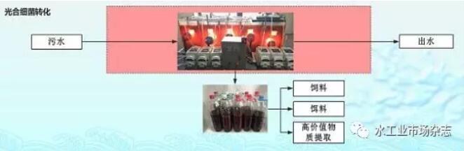 光合細菌轉化途徑
