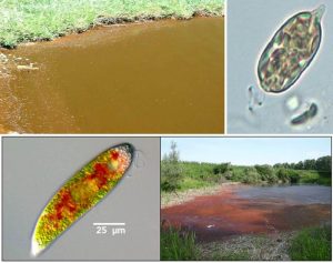 圖13.眼蟲形成的茶褐色（上圖：Euglena sp. Wehr, J.D. and R.G. Sheath，2003））與血紅色的藻華（下圖：血紅裸藻，E. Sanguinea，http://www.thefishsite.com/）
