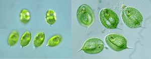 圖2. 左為橢圓鱗孔藻（Lepocinclis ovum），右圖為三棱扁裸藻（Phacus triqueter）