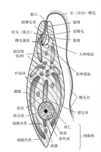 圖3.眼蟲的細(xì)胞結(jié)構(gòu)示意圖