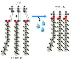 圖5.甘油三酯形成的過(guò)程