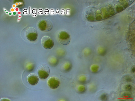 圖1.小球藻，Chlorella?vulgaris?Beyerinck （Algaebase：5688）