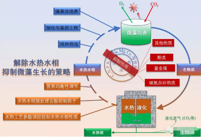 微藻水熱液化工藝廢水培養(yǎng)微藻過(guò)程中的主要抑制作用與解除抑制作用的策略