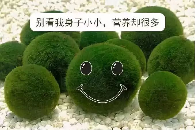 藻類可以吃嗎？吃藻類食品有什么好處？