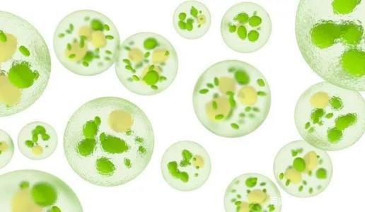 同是Omega-3來(lái)源，微藻可否替代魚(yú)類(lèi)？
