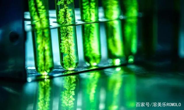 同是Omega-3來源，微藻可否替代魚類？