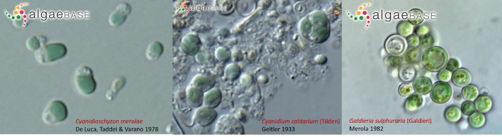 AlgaeBase中Cyanidioschyzon merolae、Cyanidium caldarium和Galdieria sulphuraria三個(gè)種的光鏡照片