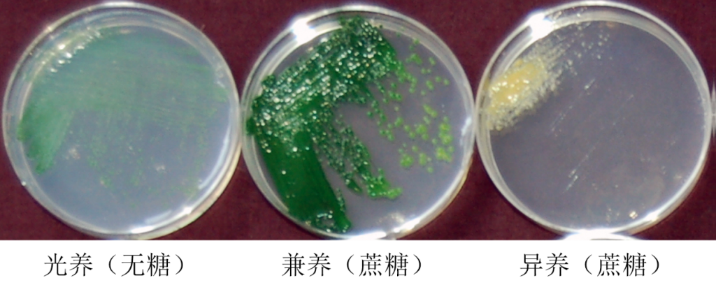 三種不同營養(yǎng)方式下的G. sulphuraria SAG 107.79（Amanda M. Davis，et al., 2016）