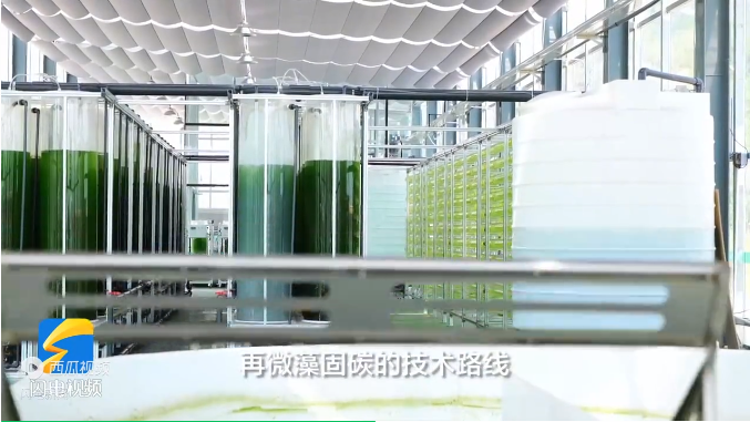電廠如何用微藻固碳？