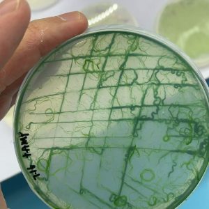 GY-D92 Spirulina platensis