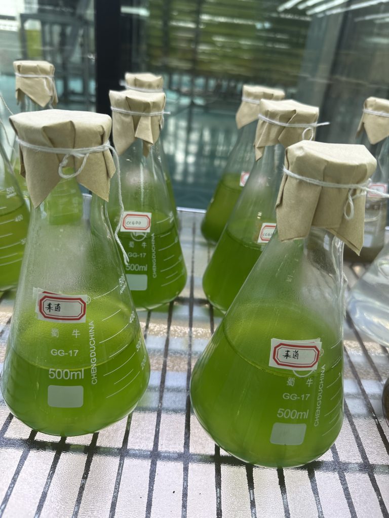 萊茵衣藻